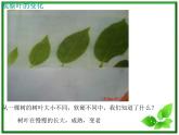 教科小学科学三上《1.6、植物发生了什么变化》PPT课件(6)