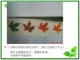 教科小学科学三上《1.6、植物发生了什么变化》PPT课件(6)