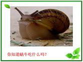 教科小学科学三上《2.3、蜗牛（二）》PPT课件(4)