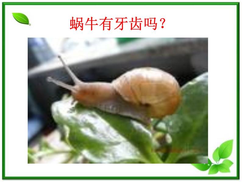 教科小学科学三上《2.3、蜗牛（二）》PPT课件(4)07