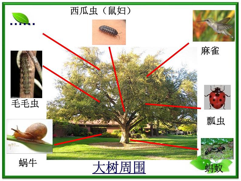 教科小学科学三上《2.1、寻访小动物》PPT课件(11)04