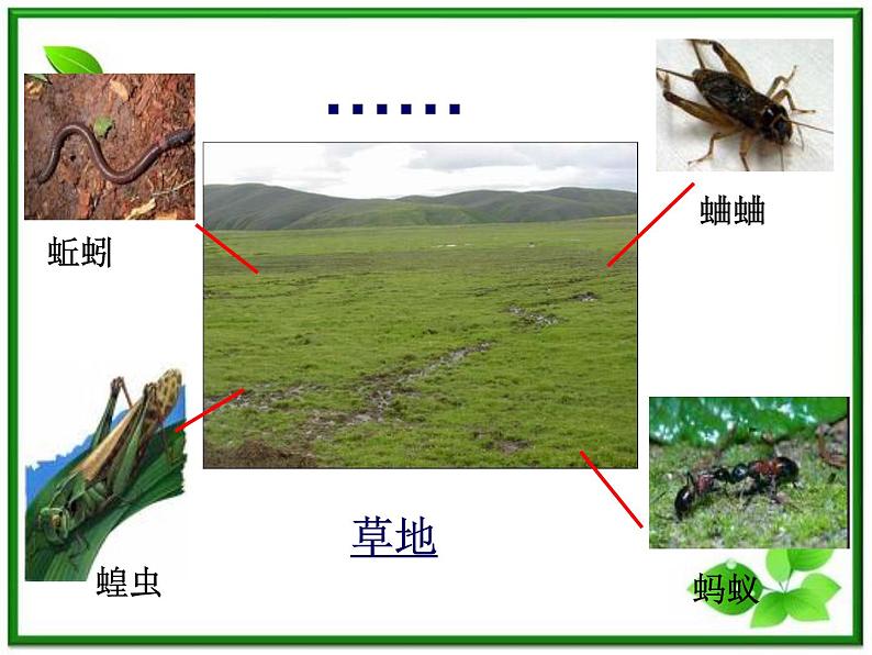 教科小学科学三上《2.1、寻访小动物》PPT课件(11)06