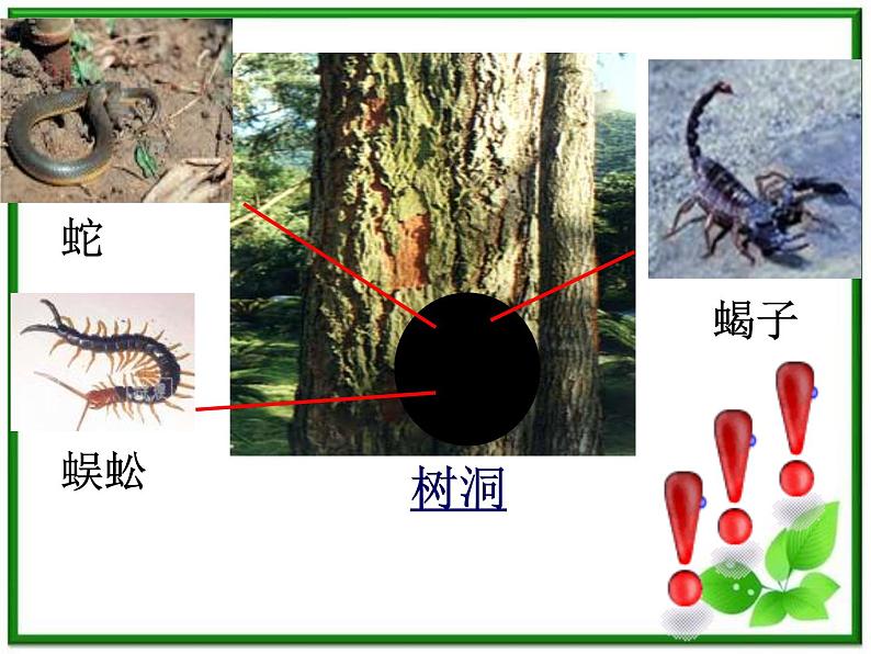 教科小学科学三上《2.1、寻访小动物》PPT课件(11)07