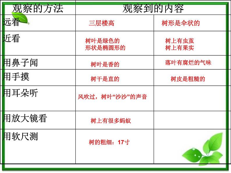 教科小学科学三上《1.2、校园的树木》PPT课件(3)第2页