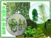 教科小学科学三上《1.4、观察水生植物》PPT课件(1)