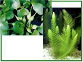 教科小学科学三上《1.4、观察水生植物》PPT课件(1)