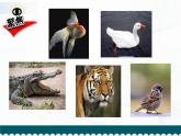 2.4《多种多样的动物》课件+教案+记录单