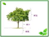 教科小学科学三上《1.2、校园的树木》PPT课件(12)