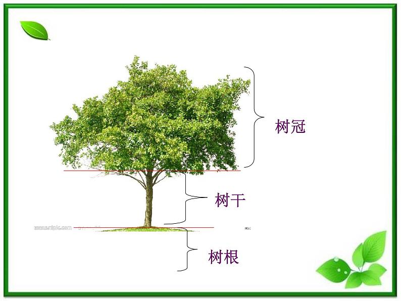 教科小学科学三上《1.2、校园的树木》PPT课件(12)第3页