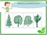 教科小学科学三上《1.2、校园的树木》PPT课件(12)