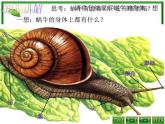 教科小学科学三上《2.2、蜗牛（一）》PPT课件(8)