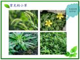 教科小学科学三上《1.3、大树和小草》PPT课件(3)