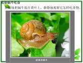 教科小学科学三上《2.3、蜗牛（二）》PPT课件(6)