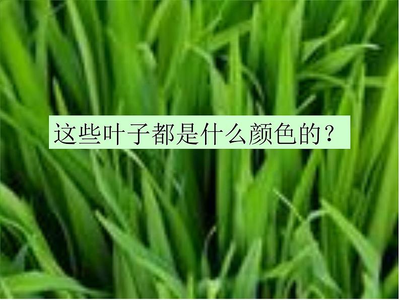 教科小学科学三上《1.5、植物的叶》PPT课件(8)03