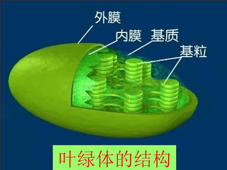 教科小学科学三上《1.5、植物的叶》PPT课件(8)06