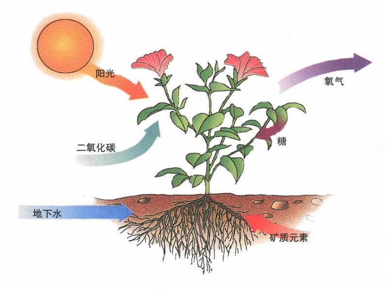 教科小学科学三上《1.5、植物的叶》PPT课件(8)07