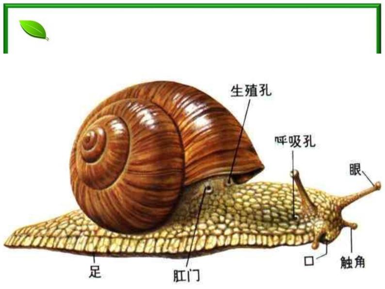 教科小学科学三上《2.3、蜗牛（二）》PPT课件(12)03