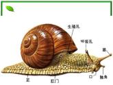 教科小学科学三上《2.3、蜗牛（二）》PPT课件(12)