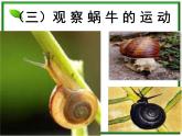 教科小学科学三上《2.3、蜗牛（二）》PPT课件(12)