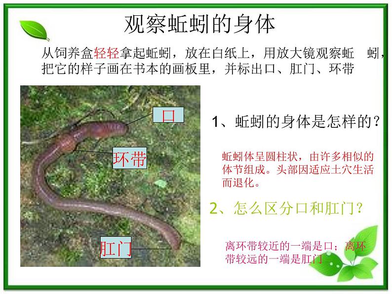 教科小学科学三上《2.4、蚯蚓》PPT课件(2)第3页