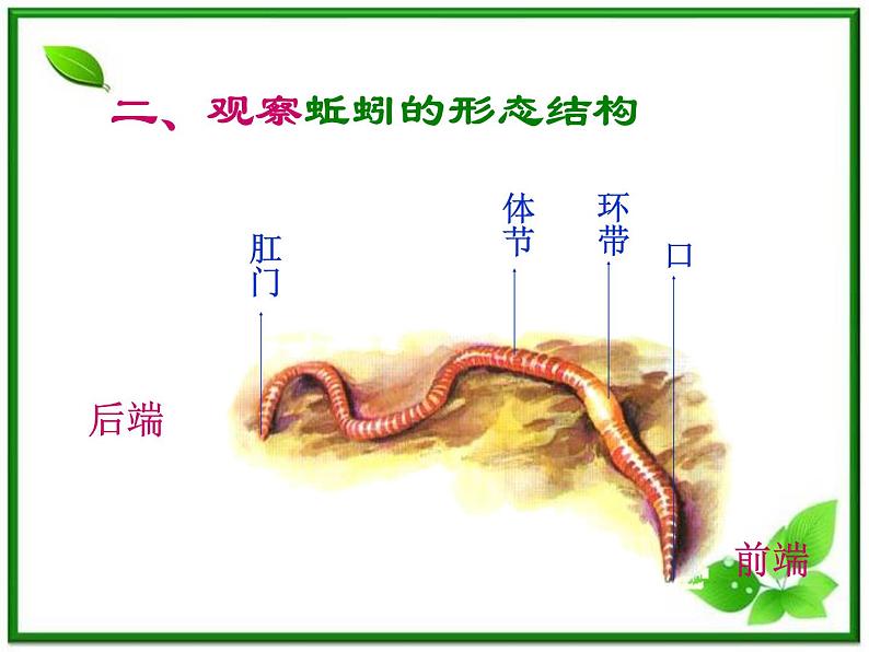 教科小学科学三上《2.4、蚯蚓》PPT课件(6)第7页