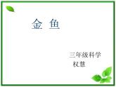 教科小学科学三上《2.6、金鱼》PPT课件(1)