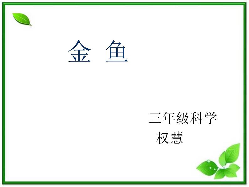 教科小学科学三上《2.6、金鱼》PPT课件(1)第1页