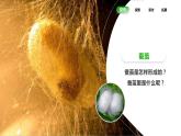 教科版(2017)科學(xué)三年級下冊2.4《蠶變了新模樣》課件PPT+教案+練習(xí)