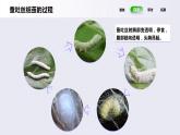 教科版(2017)科學(xué)三年級下冊2.4《蠶變了新模樣》課件PPT+教案+練習(xí)