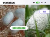 教科版(2017)科學(xué)三年級下冊2.4《蠶變了新模樣》課件PPT+教案+練習(xí)
