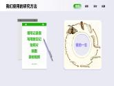 教科版(2017)科学三年级下册2.6《蚕的一生》课件PPT+教案+练习
