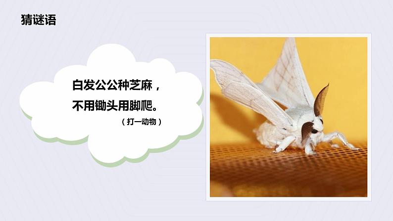 2.5《茧中钻出了蚕蛾》课件第2页