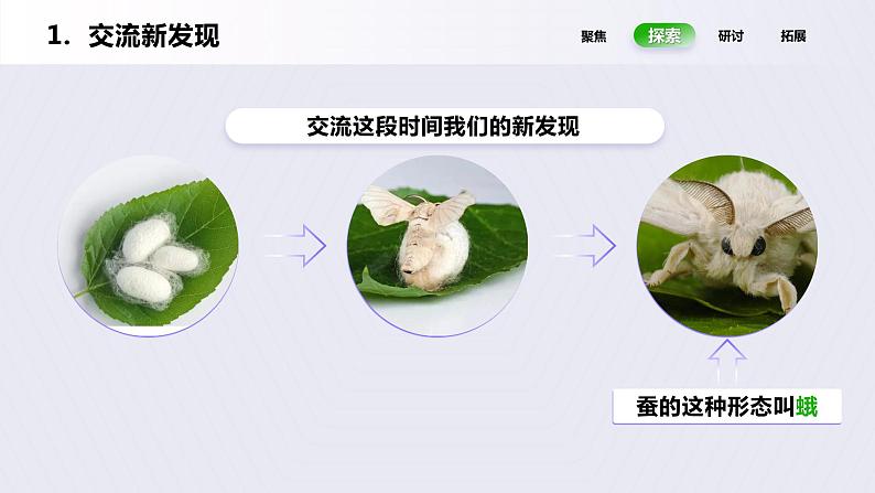 2.5《茧中钻出了蚕蛾》课件第6页