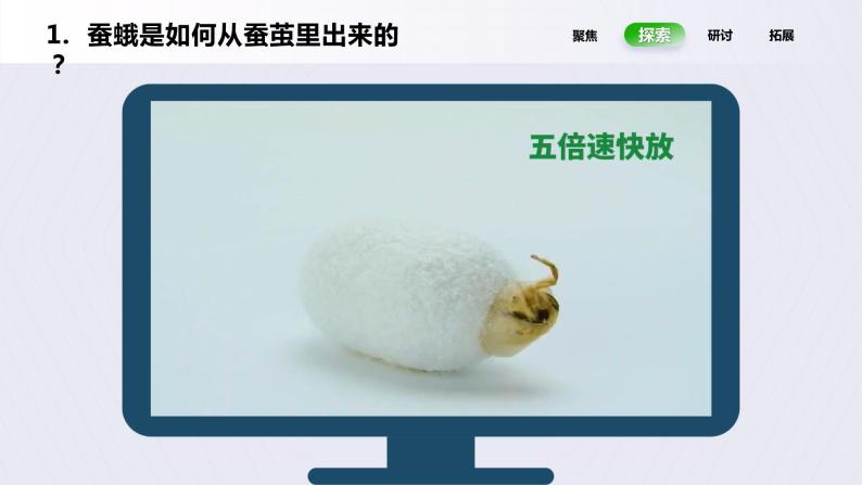 小学教科版20175茧中钻出了蚕蛾优质ppt课件