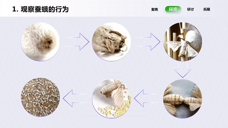 2.5《茧中钻出了蚕蛾》课件第8页