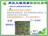 教科小学科学三上《2.4、蚯蚓》PPT课件(8)