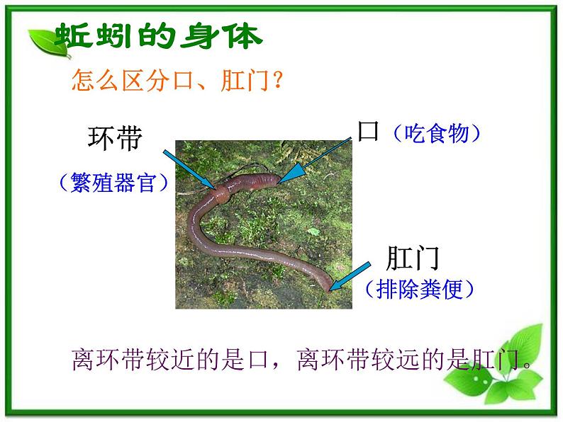 教科小学科学三上《2.4、蚯蚓》PPT课件(8)05