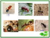 教科小学科学三上《2.5、蚂蚁》PPT课件(15)