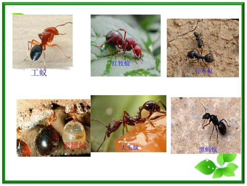 教科小学科学三上《2.5、蚂蚁》PPT课件(15)04