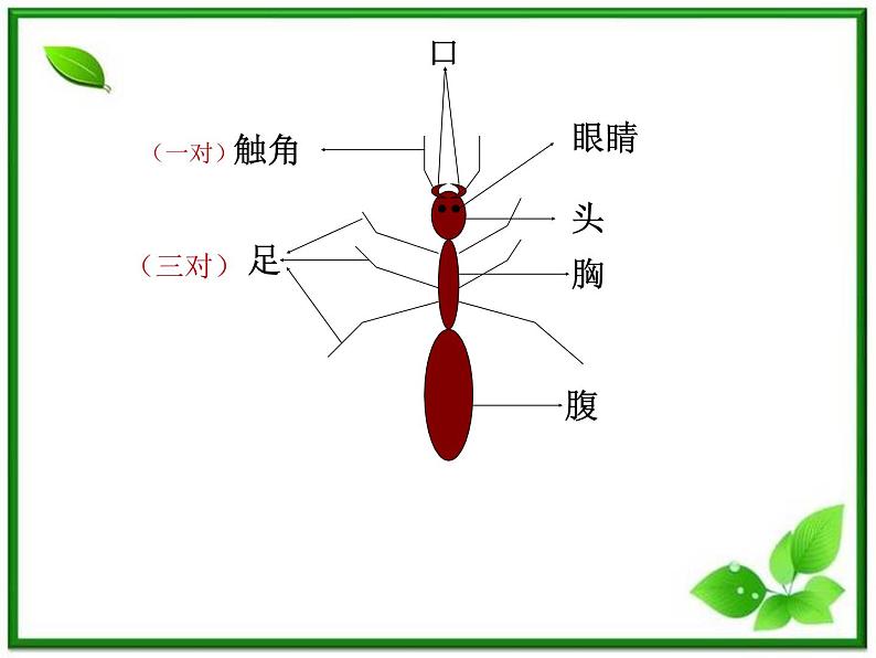 教科小学科学三上《2.5、蚂蚁》PPT课件(15)08