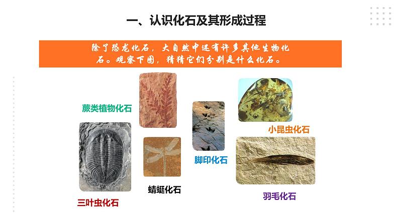 苏教版六年级上册科学3.9《化石告诉我们什么》课件04