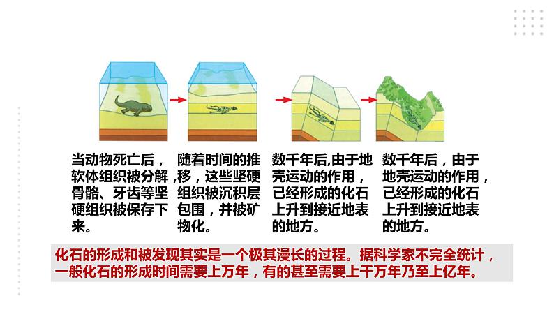 苏教版六年级上册科学3.9《化石告诉我们什么》课件07