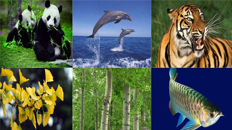 新教科版六年级下册科学2.2.《制作校园生物分布图》（课件+素材）05