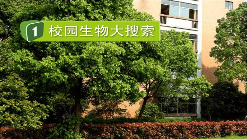 新教科版六年级下册科学2.1《校园生物大搜索》（课件+素材）01