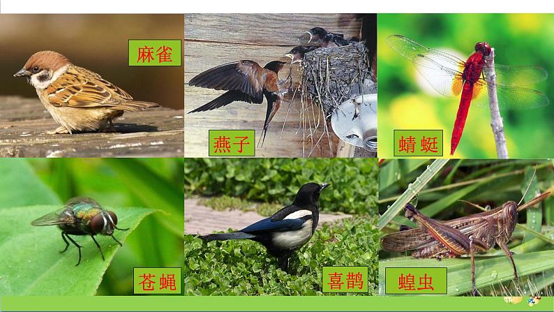 新教科版六年级下册科学2.1《校园生物大搜索》（课件+素材）02