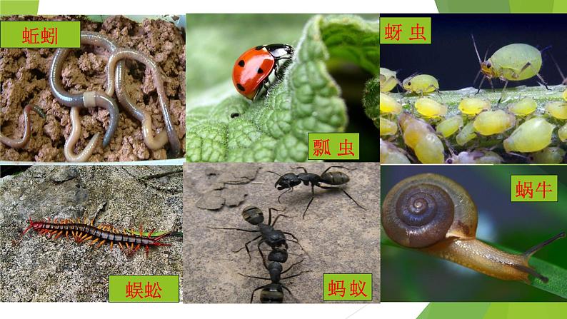 新教科版六年级下册科学2.1《校园生物大搜索》（课件+素材）03