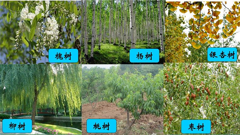 新教科版六年级下册科学2.1《校园生物大搜索》（课件+素材）04