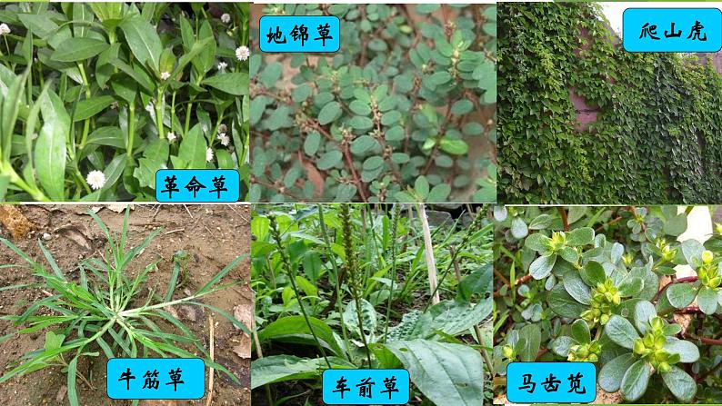 新教科版六年级下册科学2.1《校园生物大搜索》（课件+素材）05