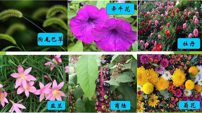 新教科版六年级下册科学2.1《校园生物大搜索》（课件+素材）06