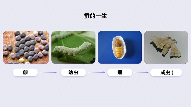 教科版(2017)科学三年级下册2.8《动物的一生》课件PPT+教案+练习02